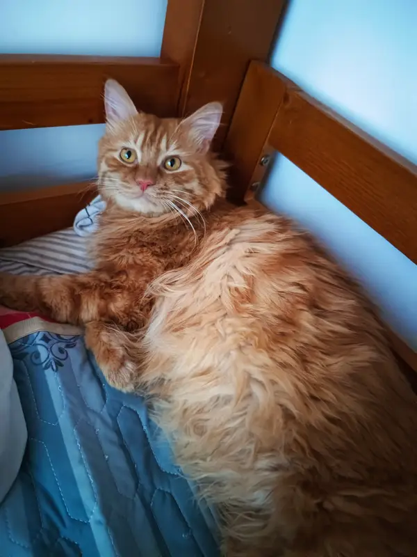 猫和狗 · 01