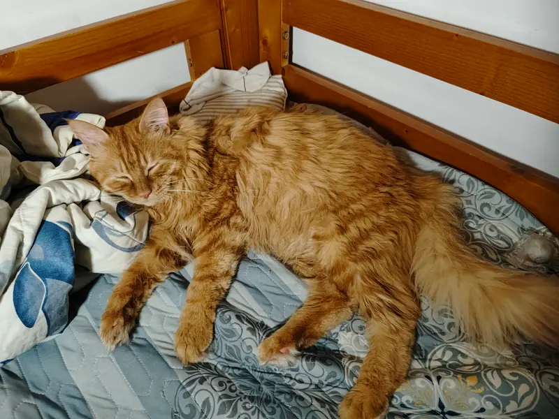 猫和狗 · 02