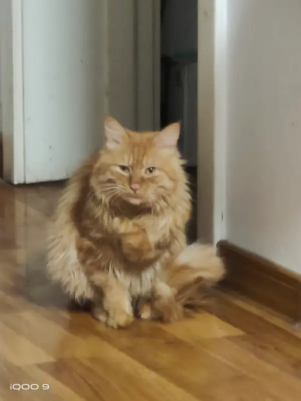 猫和狗 · 05