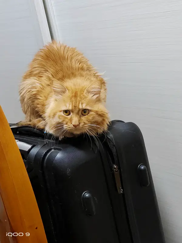 猫和狗 · 06