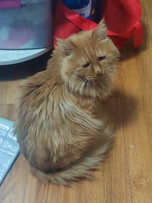 猫和狗 · 12