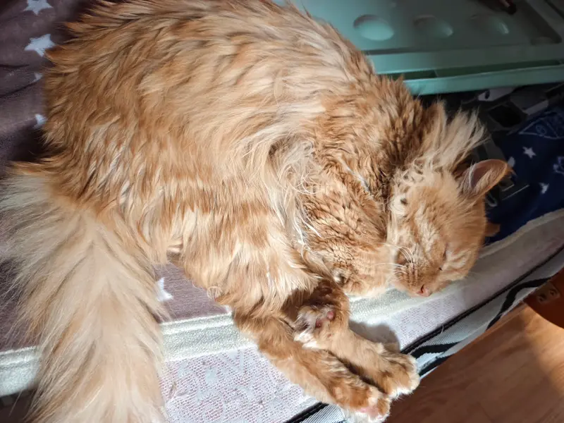 猫和狗 · 14