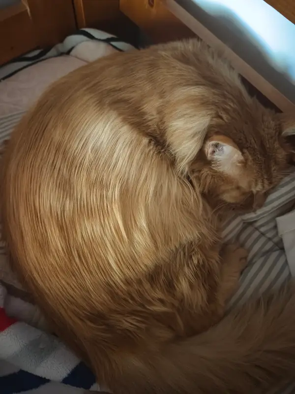 猫和狗 · 15