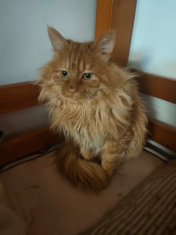 猫和狗 · 16
