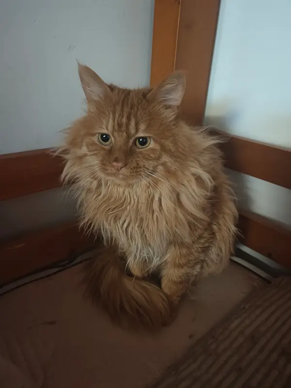 猫和狗 · 17
