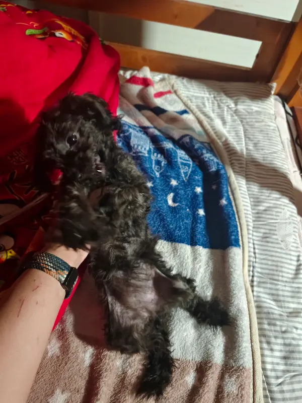 猫和狗 · 18