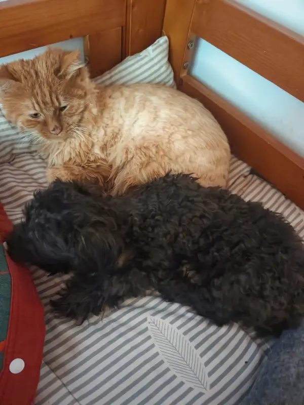 猫和狗 · 20