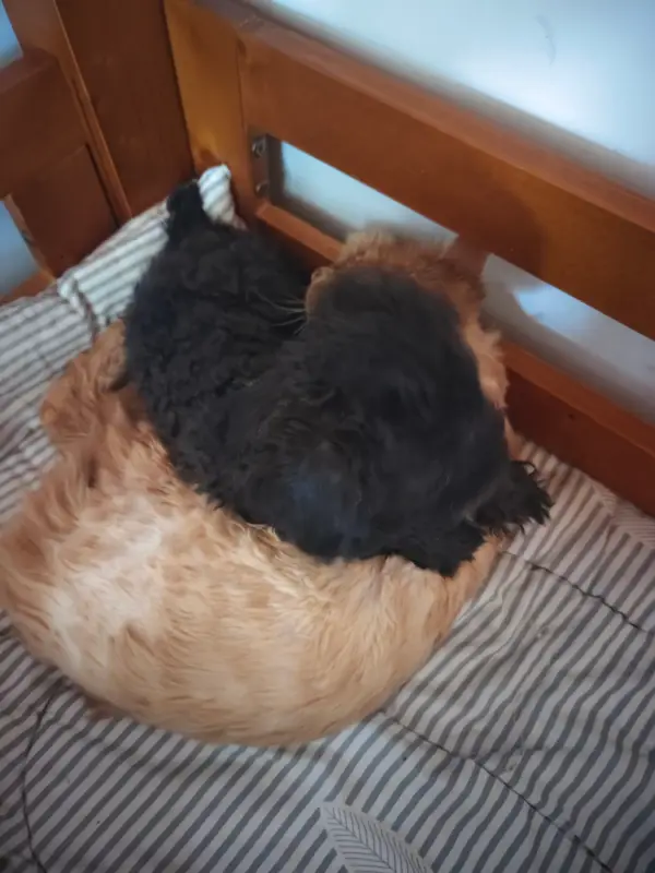 猫和狗 · 24
