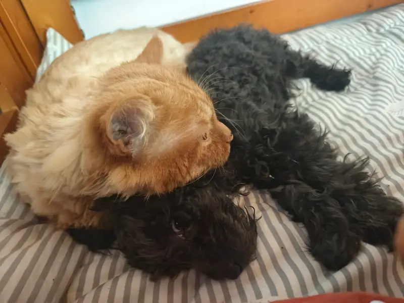 猫和狗 · 27