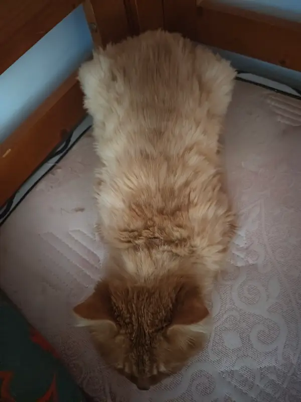 猫和狗 · 31