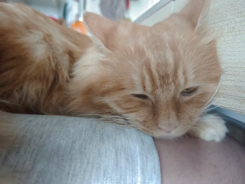 猫和狗 · 36
