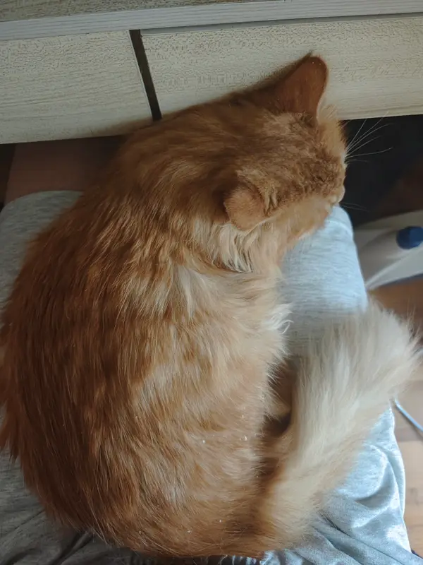 猫和狗 · 37