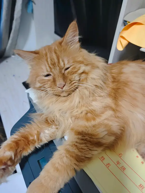 猫和狗 · 39