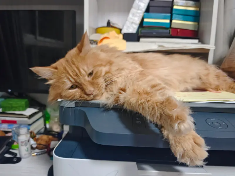猫和狗 · 41