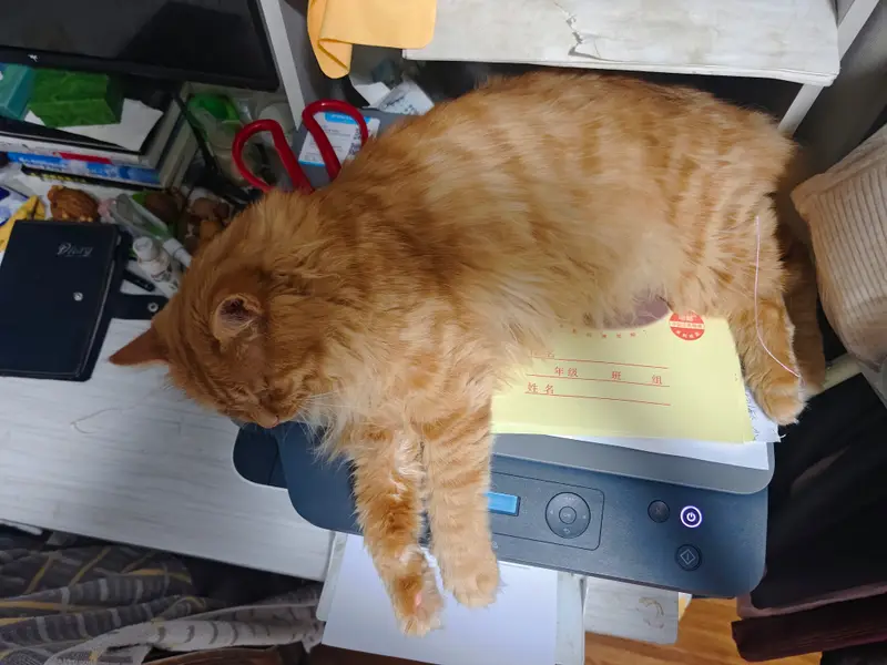 猫和狗 · 43