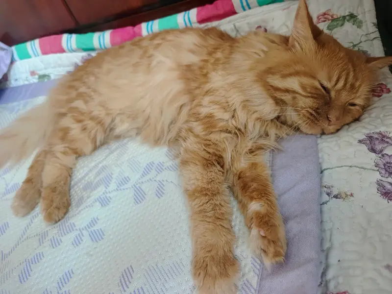 猫和狗 · 44