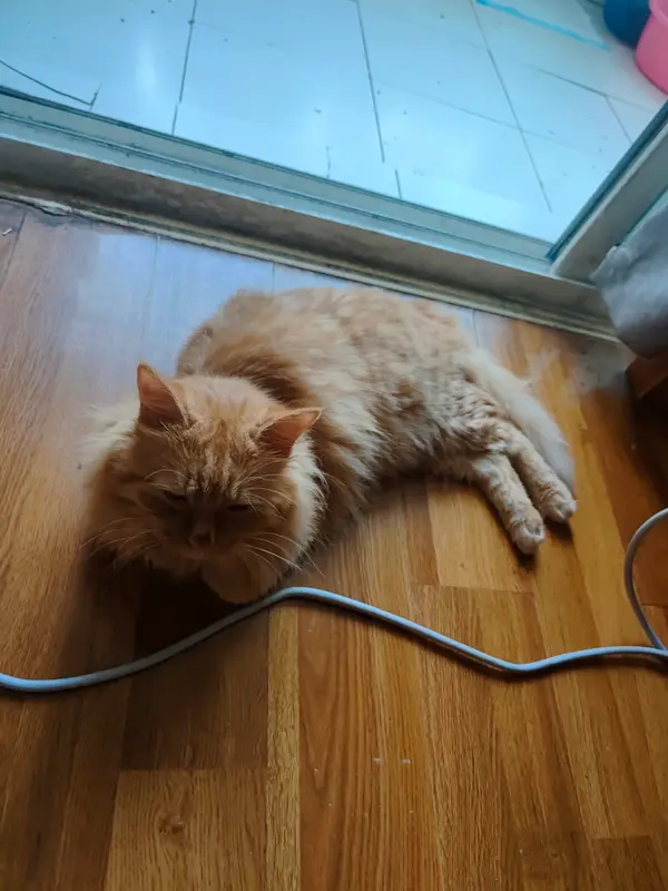 猫和狗 · 46