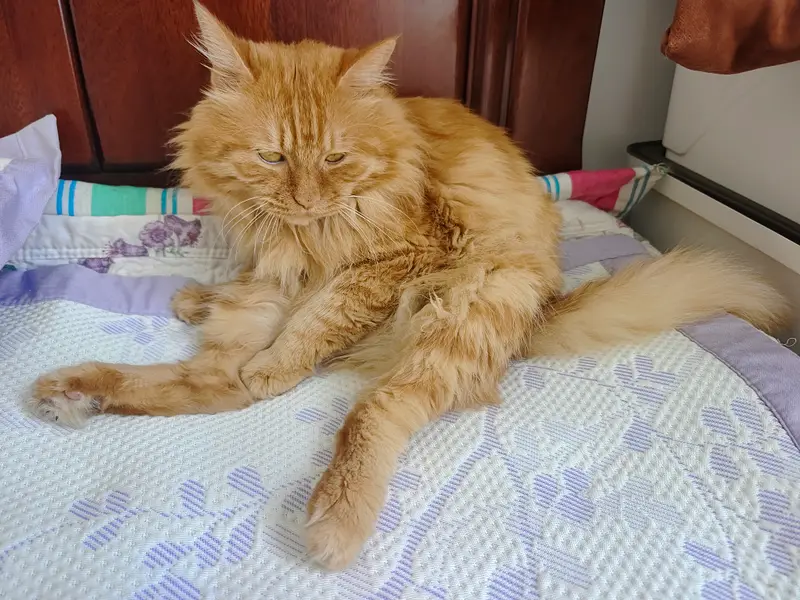 猫和狗相册封面
