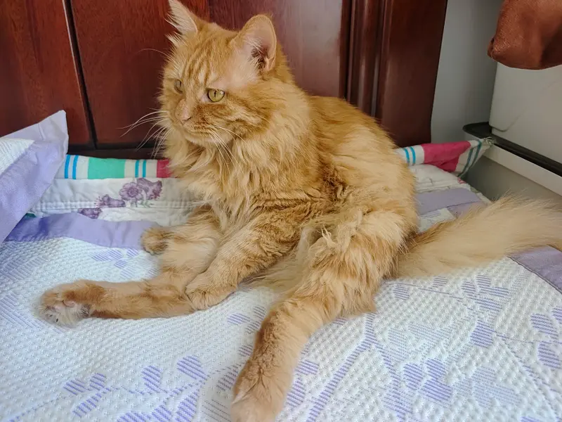 猫和狗 · 51
