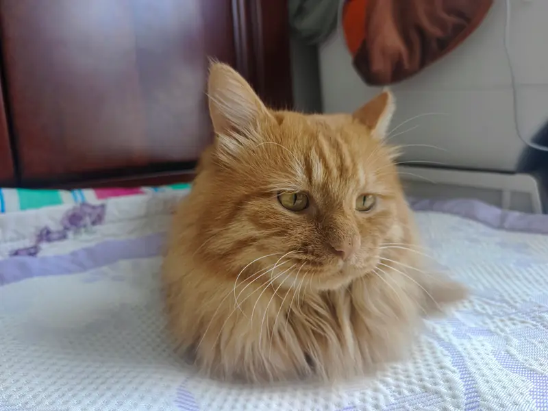 猫和狗 · 55