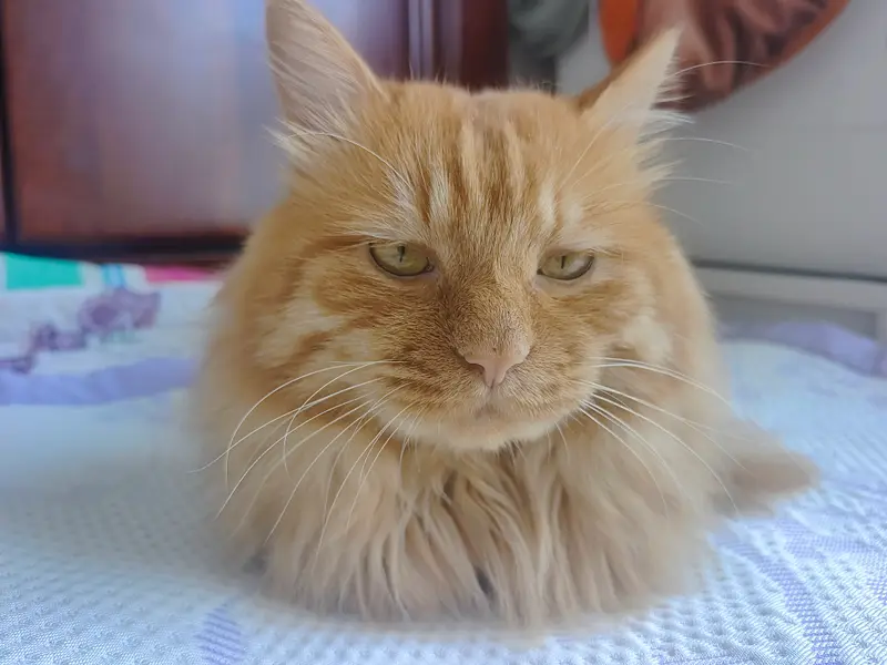 猫和狗 · 56